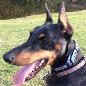 Meet your Posher, Victoria